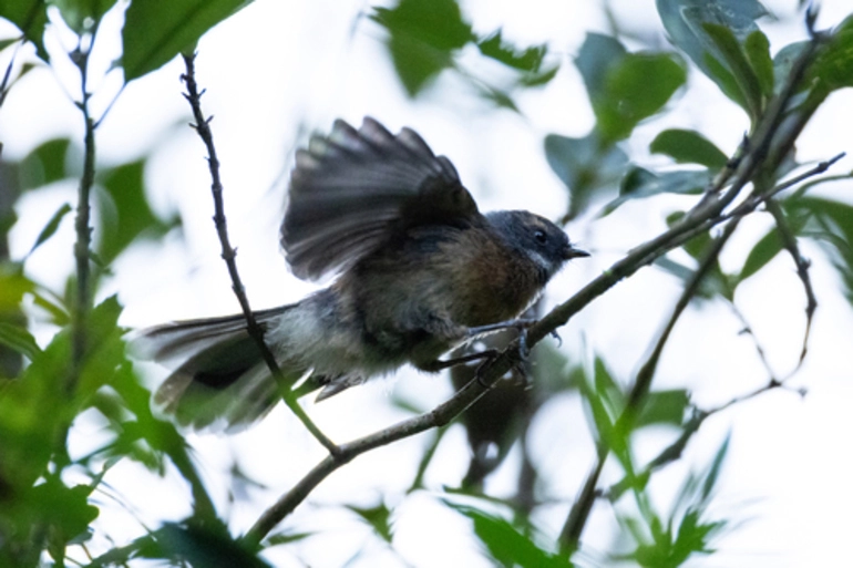 Image: North Island Fantail