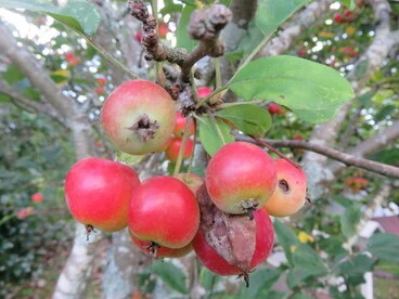 Image: Apples