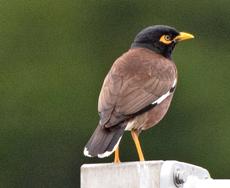 Image: Common Myna