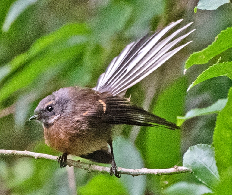 Image: North Island Fantail