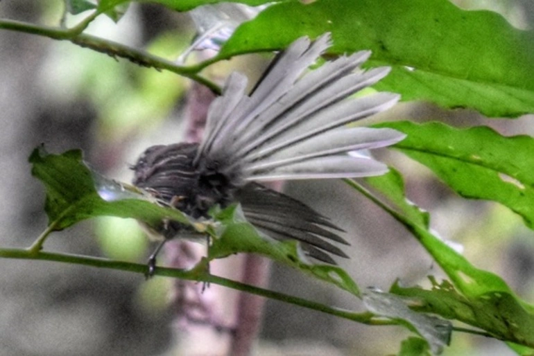 Image: North Island Fantail