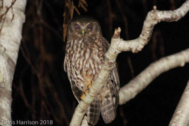 Image: Morepork