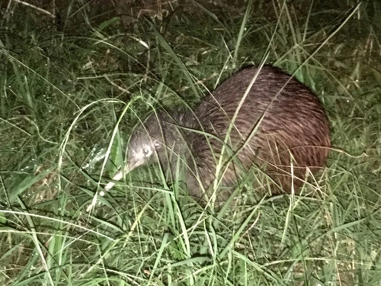Image: North Island Brown Kiwi
