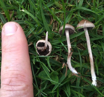 Image: Mower's Mushroom