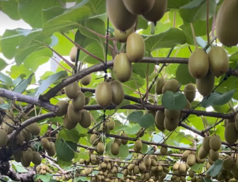 Image: Chinese gooseberry