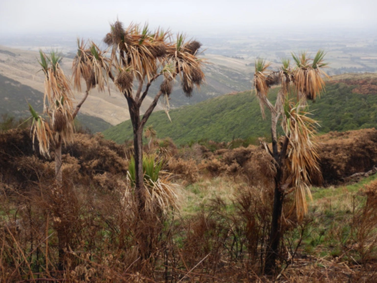 Image: New Zealand cabbage tree