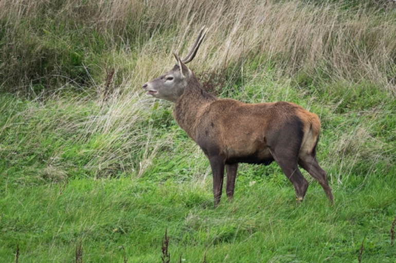 Image: Red Deer