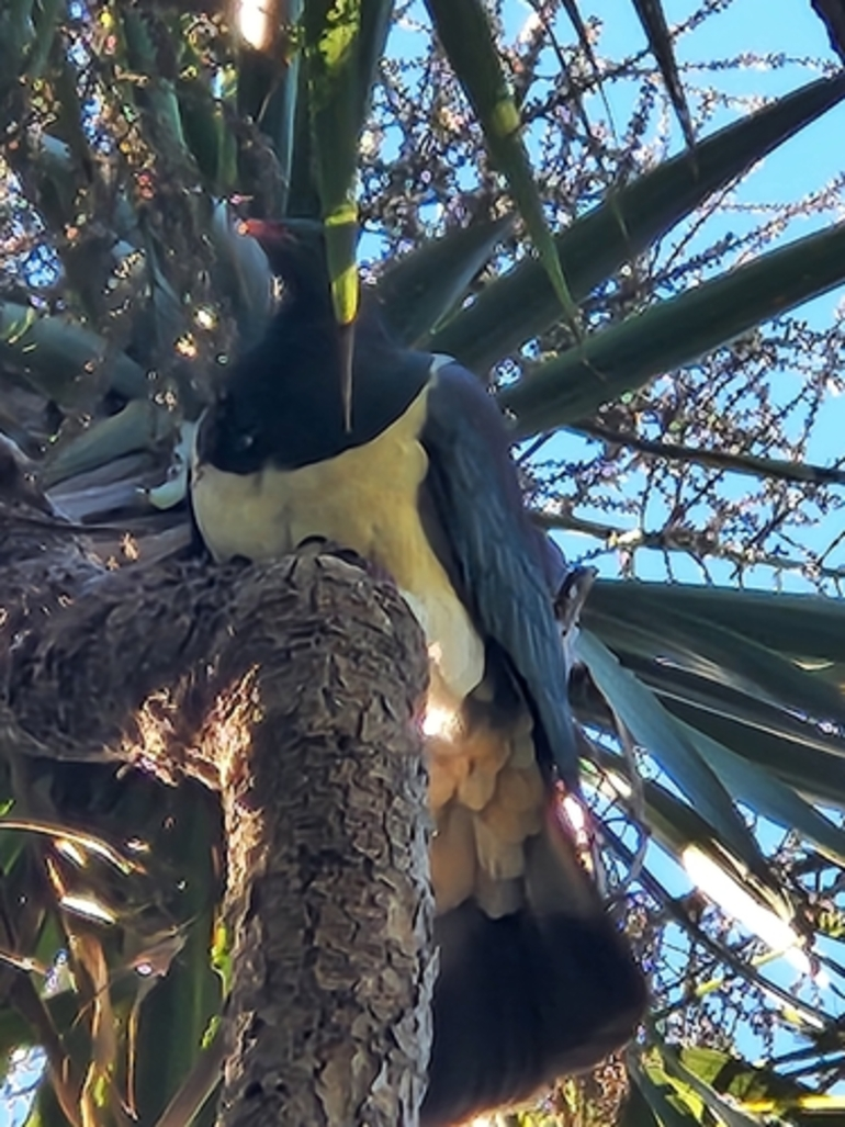 Image: New Zealand Pigeon