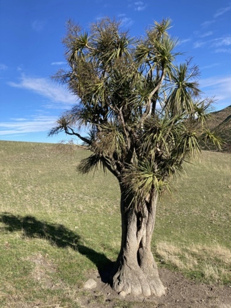 Image: Tī kōuka