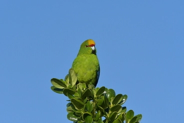 Image: Yellow-crowned Parakeet