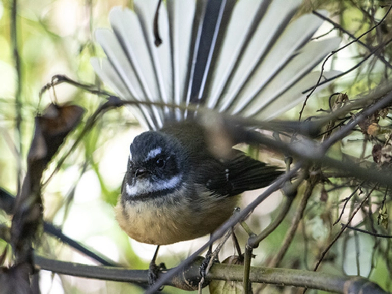 Image: North Island Fantail