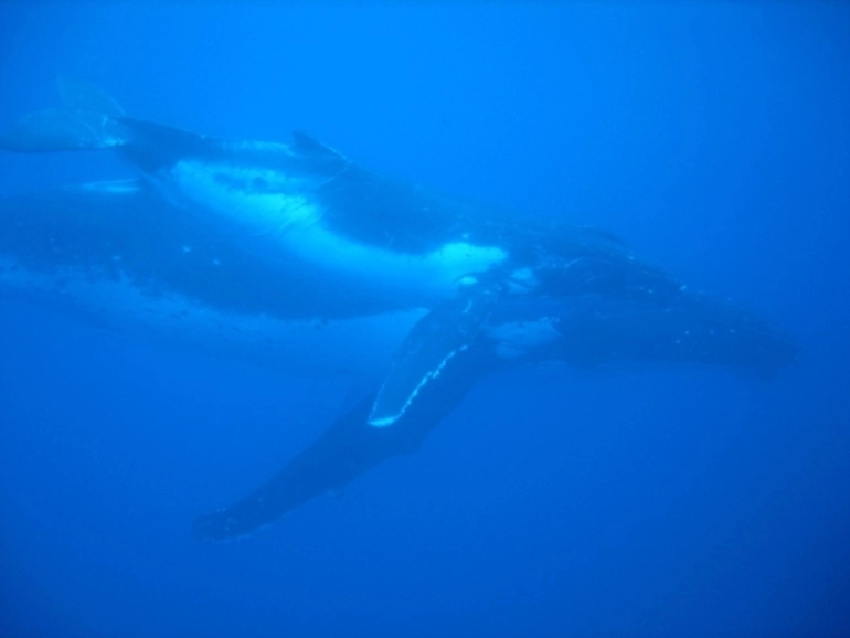 Image: Humpback Whale