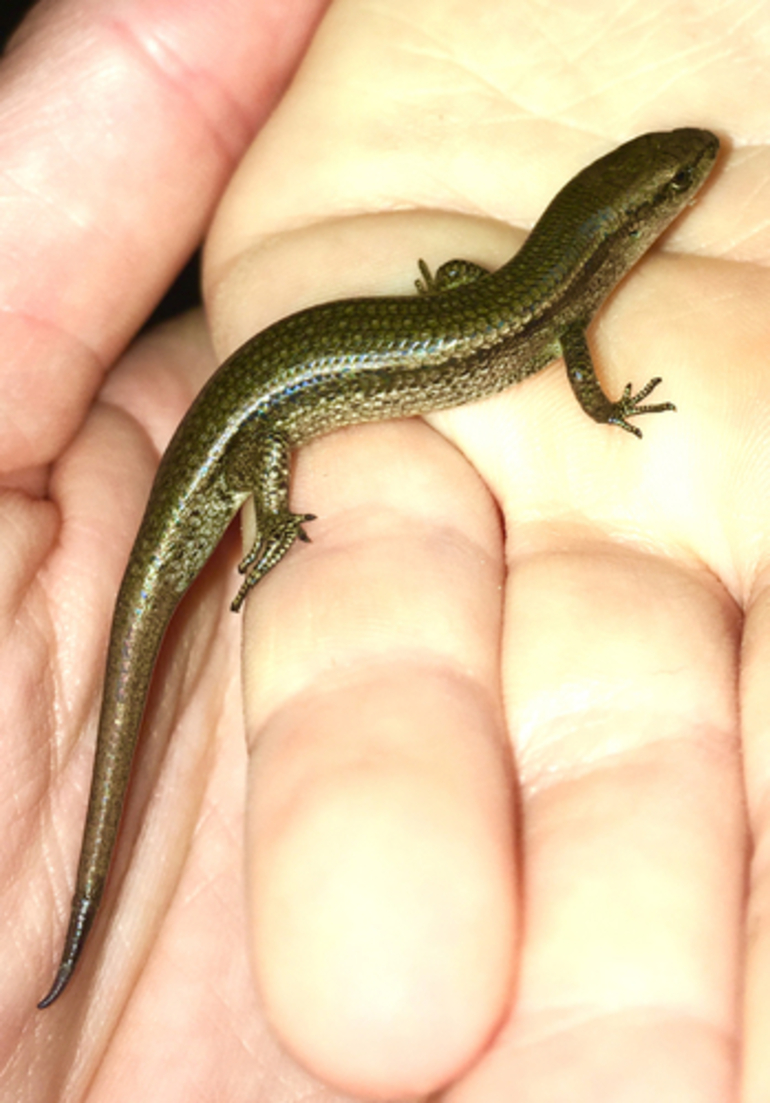 Image: Delicate Garden Skink