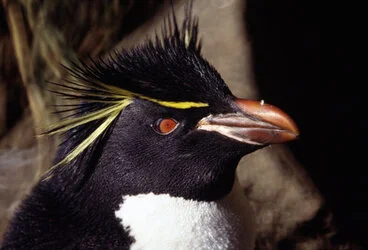 Image: Eastern Rockhopper Penguin