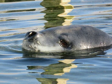 Image: Leopard Seal