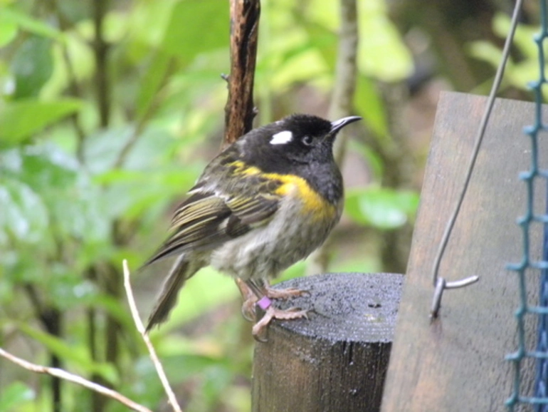 Image: Stitchbird