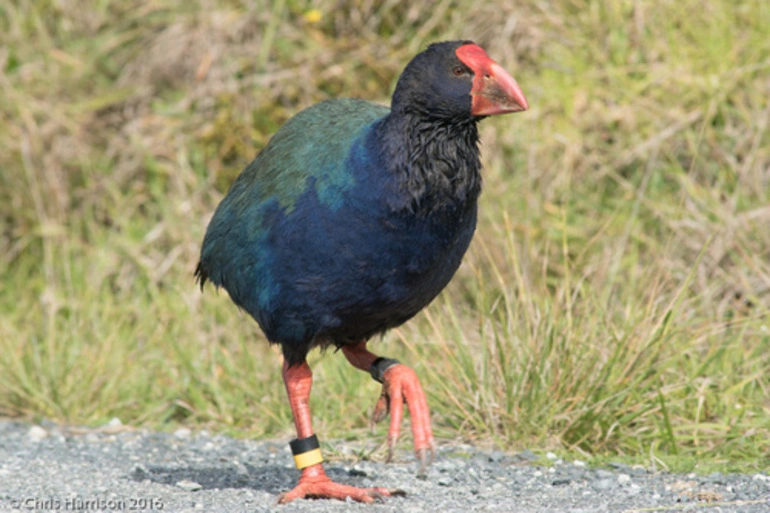 Image: South Island Takahe