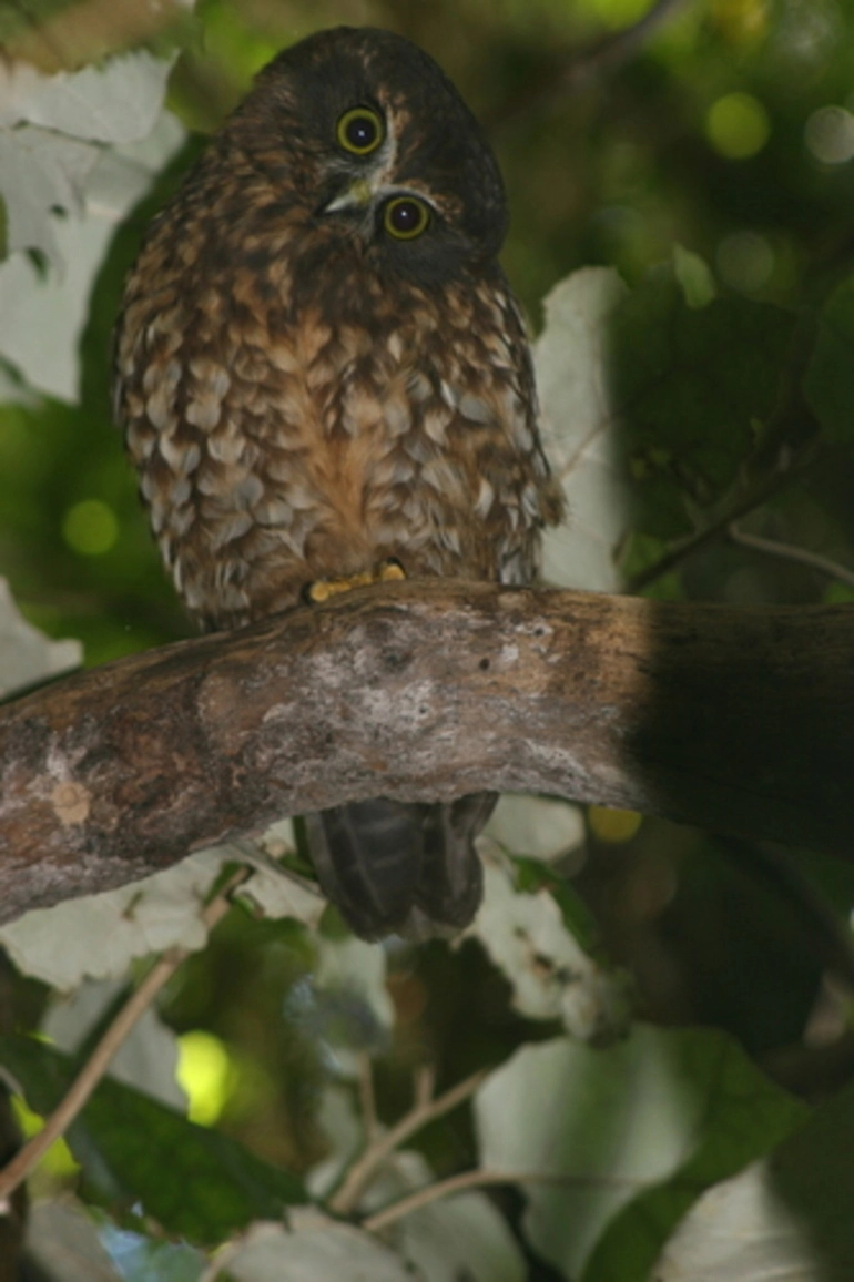 Image: Morepork