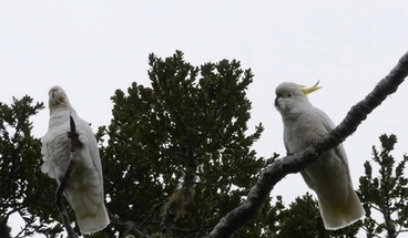 Image: Sulphur-crested cockatoo