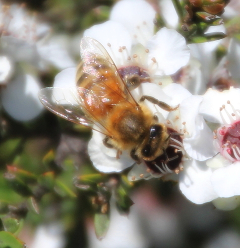 Image: Honey Bee