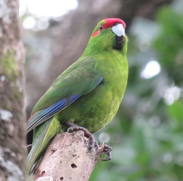 Image: Mainland Red-crowned Parakeet