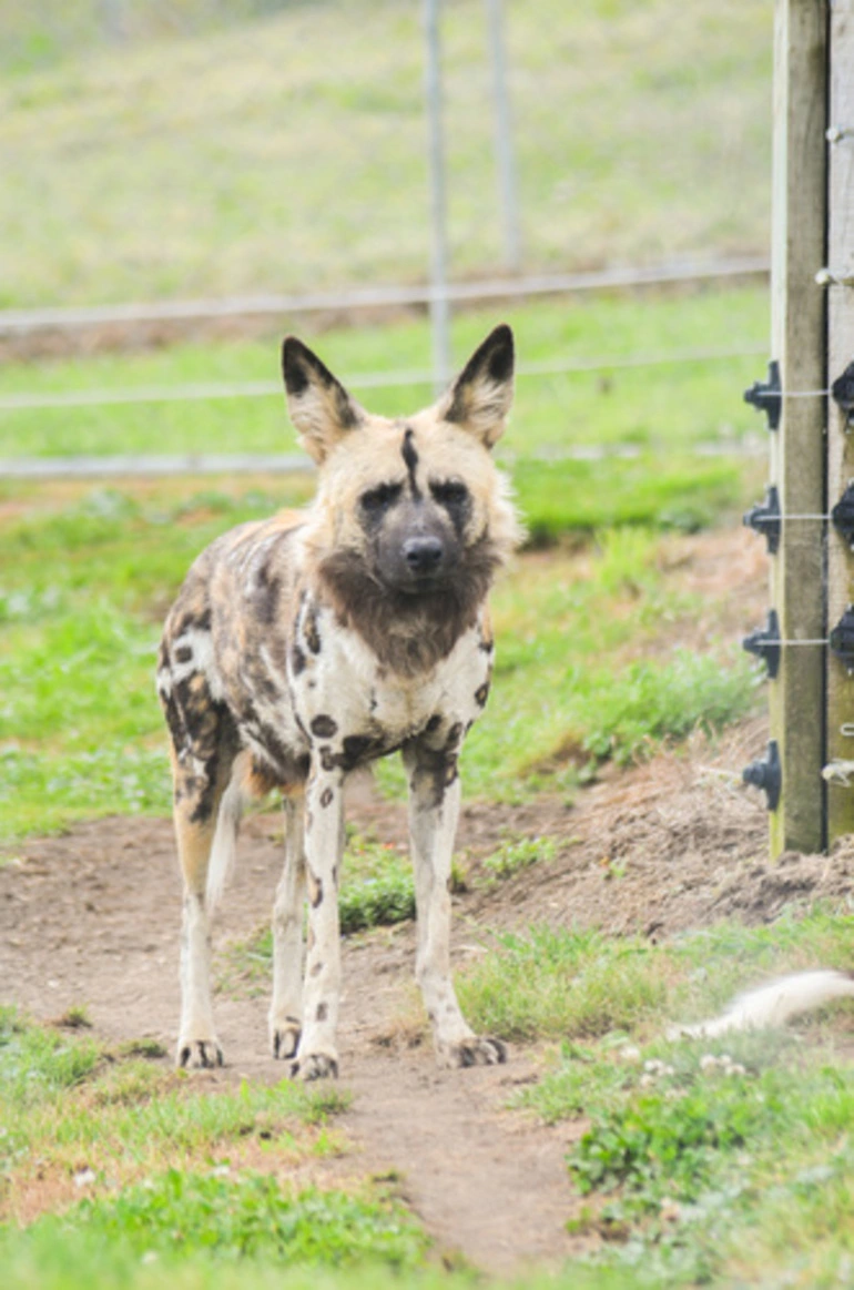 Image: African Wild Dog