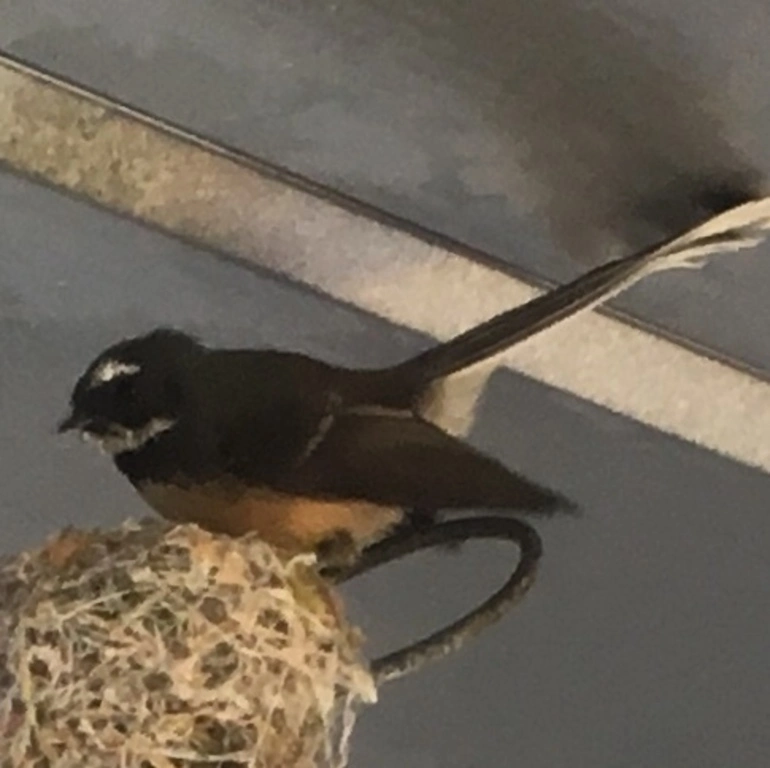 Image: North Island Fantail