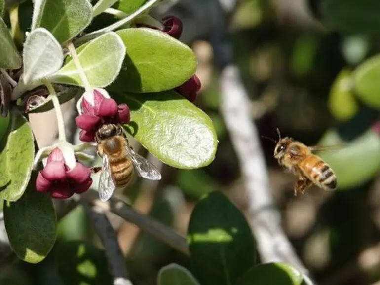 Image: Western Honey Bee