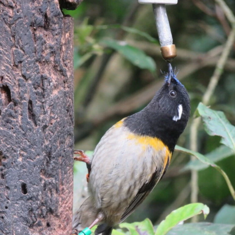 Image: Stitchbird