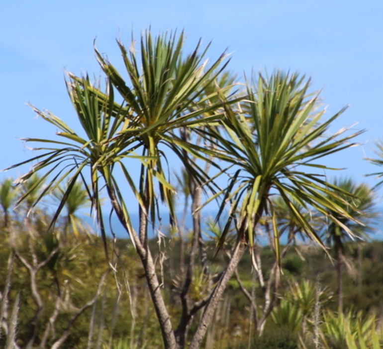 Image: New Zealand cabbage tree