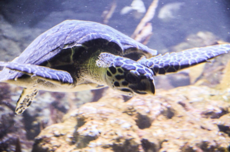 Image: Hawksbill Turtle