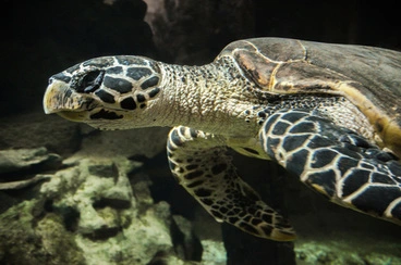 Image: Hawksbill Turtle