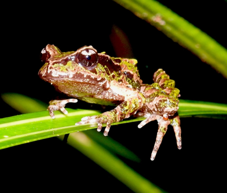 Image: Archey's Frog