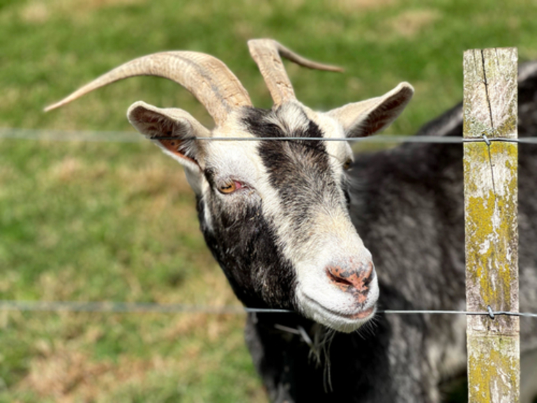 Image: Domestic Goat