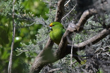 Image: Yellow-crowned Parakeet