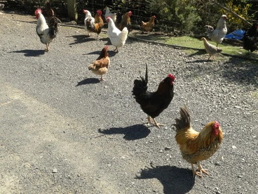 Domestic Chicken Image: Domestic Chicken