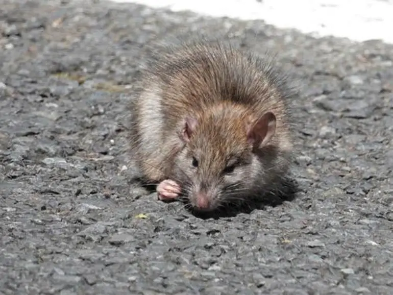 Image: Black Rat