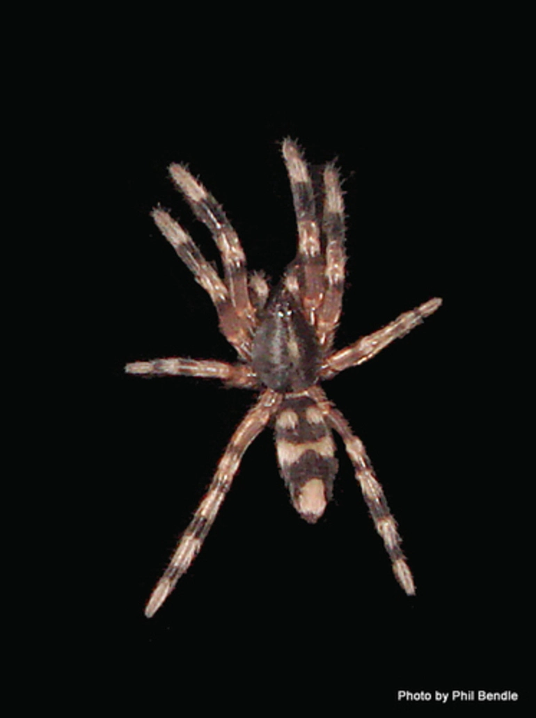 Image: White-tailed Spiders