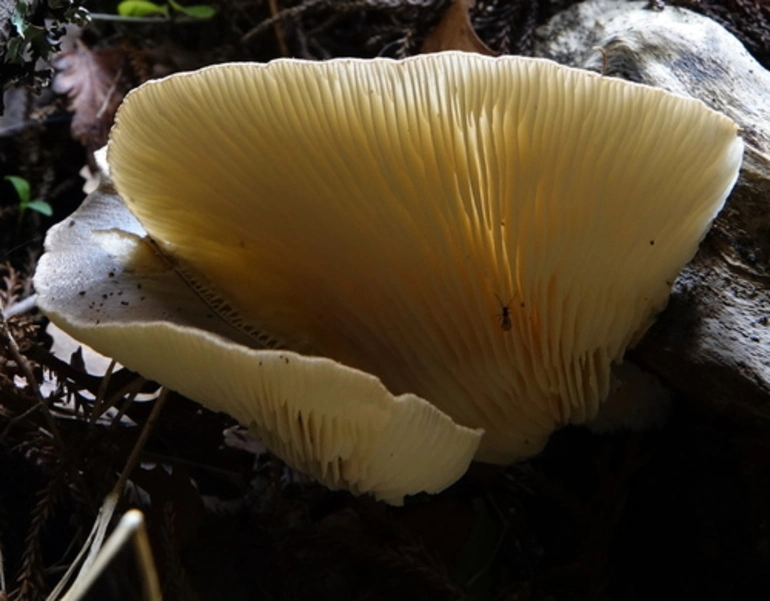 Image: fungi and lichens