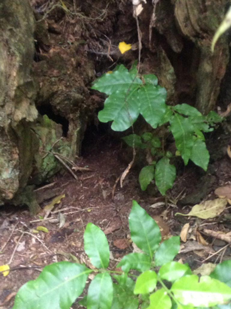 Image: Little Spotted Kiwi