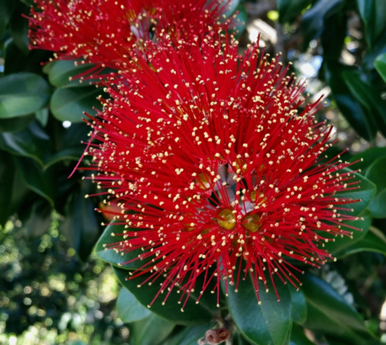 Image: Pohutukawa