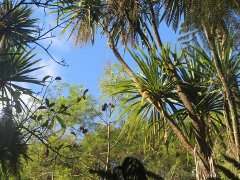 Image: Plume Albizia