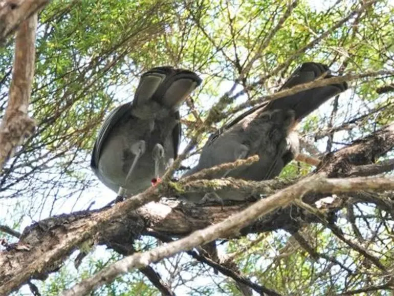 Image: North Island Kokako