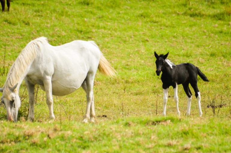 Image: Domestic Horse