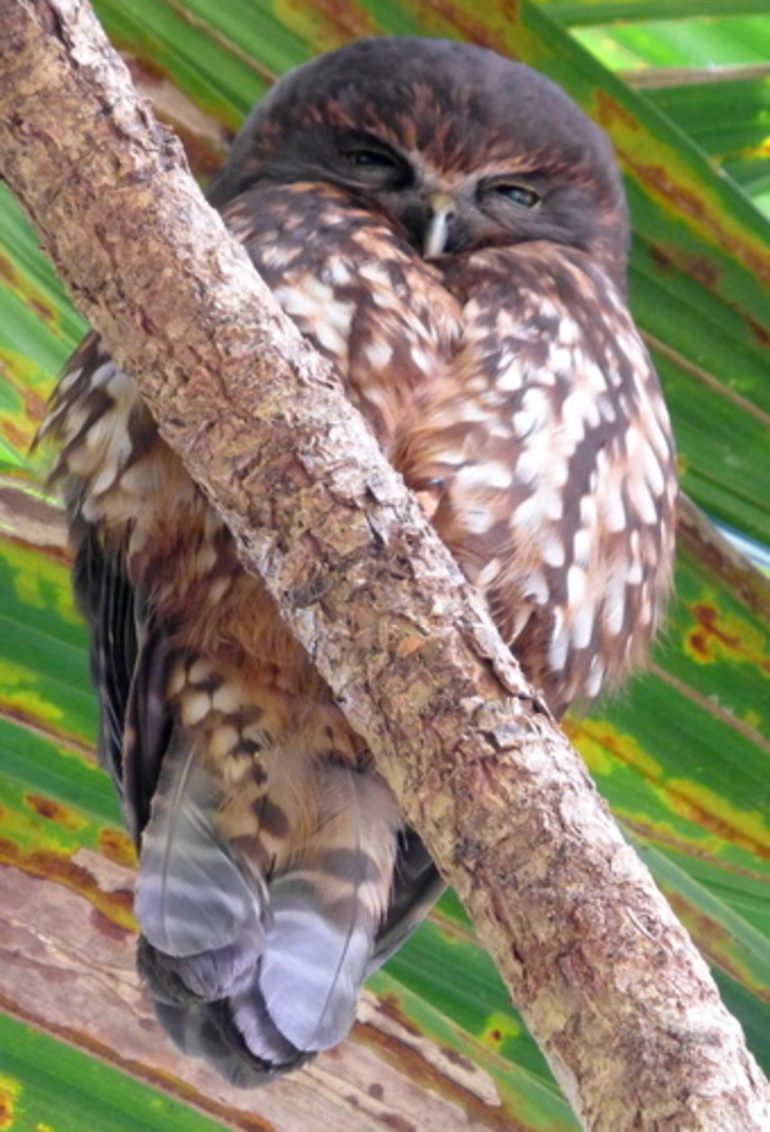 Image: Morepork