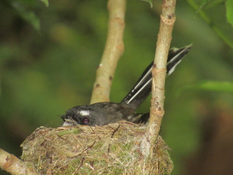 Image: South Island Fantail