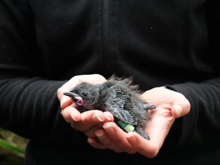 Image: North Island Kokako