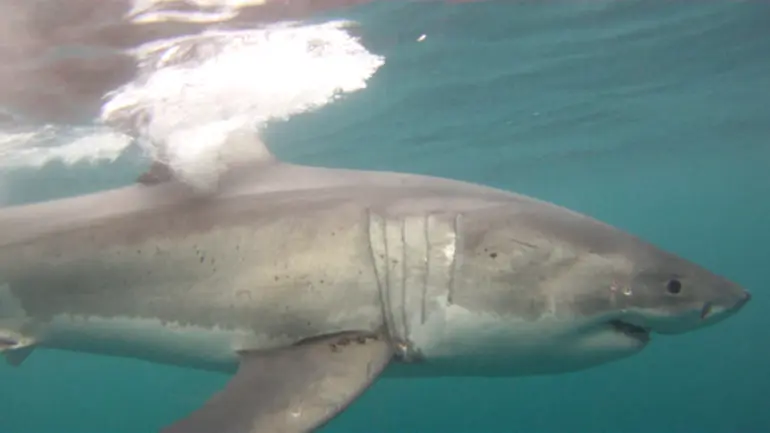 Image: White Shark