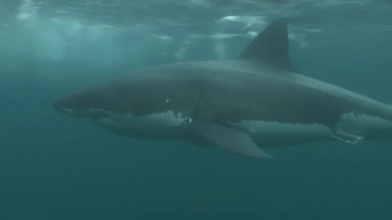 Image: White Shark