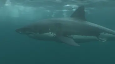 Image: White Shark